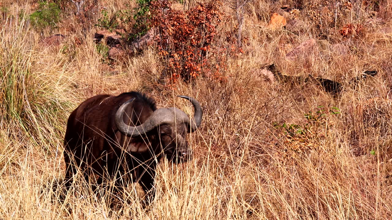 African Buffalo in the Grassland