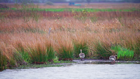 garzas grises y gansos grises en cañas marrones en la orilla de un lago de humedales