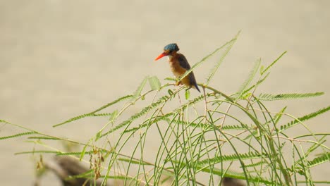 Slow-motion:-Malachite-Kingfisher-sits-atop-green-reed-plant-next-to-pond-which-blows-in-the-breeze,-but-he-stretches-his-neck-and-contorts-his-body-so-that-his-head-remains-stationary