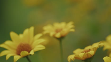 slow bokeh focus rack of wild yellow daisy