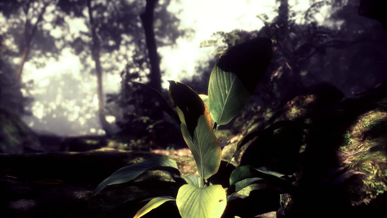 Young green plant thriving in a lush forest during early morning light