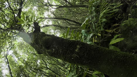 Vertikale-Des-Malerischen-Regenwalddschungels-Auf-Der-Azoren-Insel,-Urlaubsziel