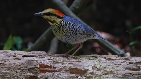 Alejándose-Lentamente-De-Un-Pitta-Hydrornis-Cyaneus-Azul-Que-Está-Parado-Sobre-Un-Tronco-De-árbol-Podrido-En-Un-Bosque-En-Tailandia