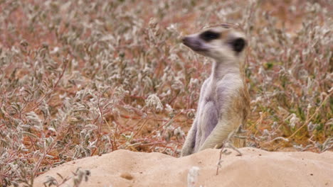 a cute meerkat standing inside the hole of a sand and being curious on the environment on a windy day in botswana, africa