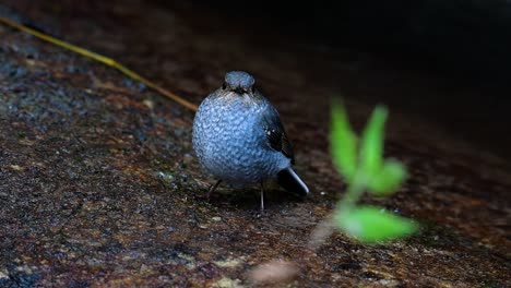 이 암컷 plumbeous redstart는 수컷만큼 화려하지는 않지만 확실히 귀여운 새의 공처럼 푹신합니다.