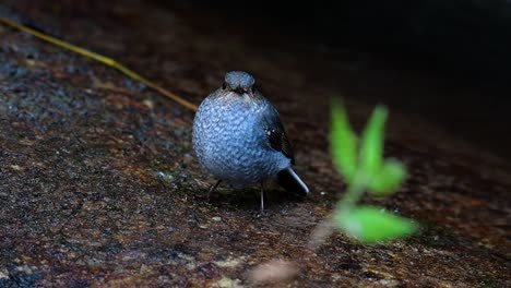 this female plumbeous redstart is not as colourful as the male but sure it is so fluffy as a ball of a cute bird