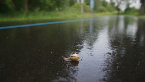 Close-up-of-snail-slowly-crawling-across-wet-pavement-with-Runner-in-background