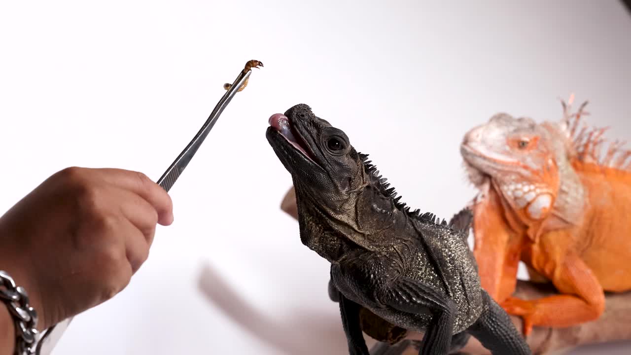 Una lagartija de aleta negra come un gusano de la harina de unas pinzas sobre un fondo blanco de estudio