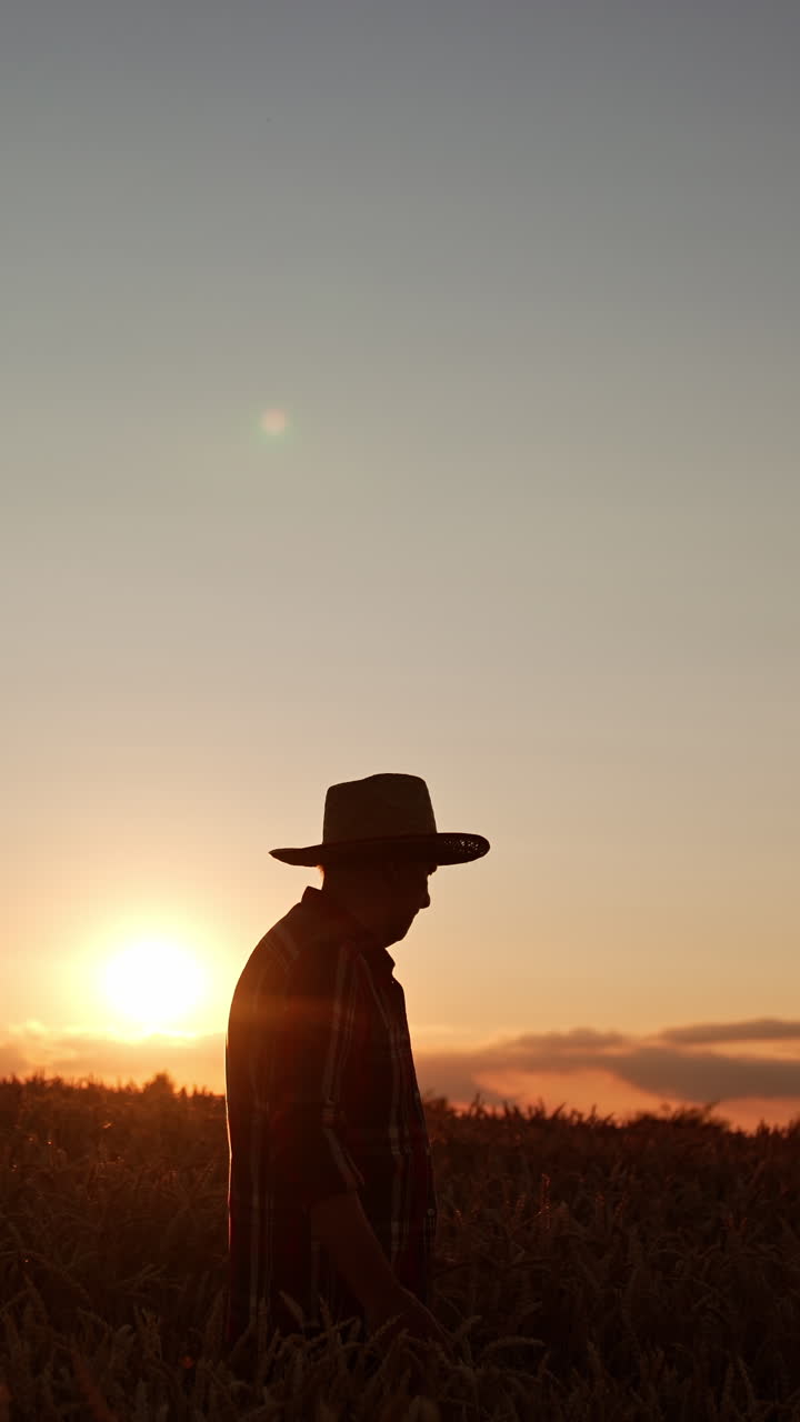 Dark male silhouette in a hat walking through the farmland at sunset. Skilled farmer looking at his field. Vertical video