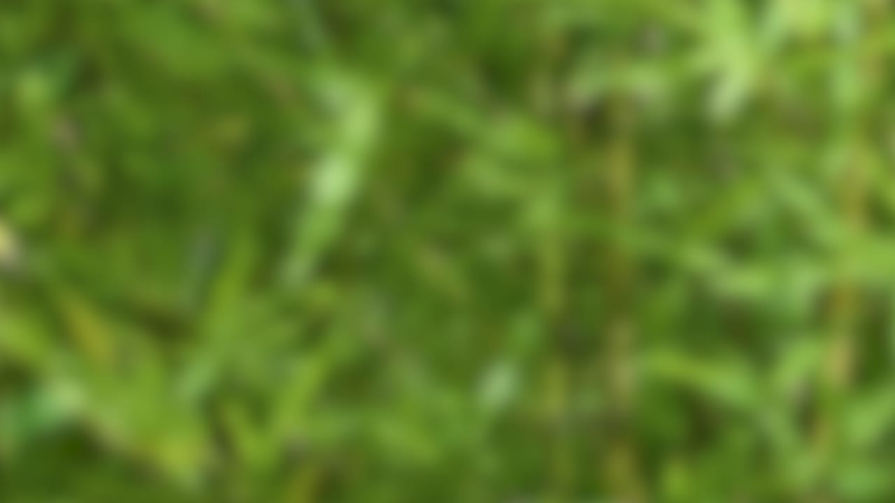 Green bamboo leaves move softly in natural light, blurred background, subtle camera movement, tranquil mood