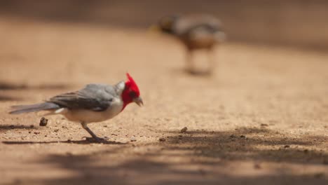 Close-view-of-red-crested-cardinal-bird-eating-on-sandy-ground,-Hawaii