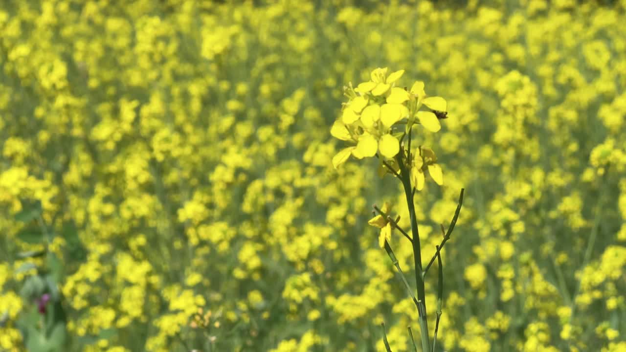 yellow mustard flowers, blossoms of oilseed, green yellow plants, yellow blossoms