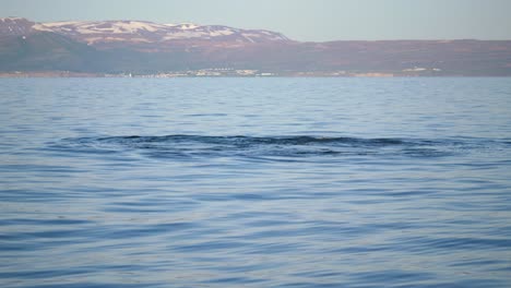 Shot-from-a-boat-of-two-whales-swimming-in-ocean-next-to-each-other-with-one-showing-its-tail