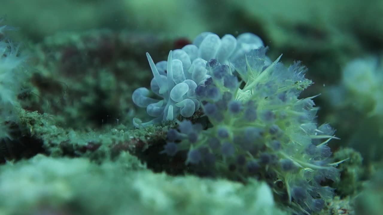 Odd Beautiful Phyllodesmium Magnum Nudibranch Rests near Soft Corals