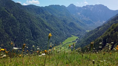 alpine flowers on meadow with mountains and valley in background, logar valley and kamnik savinja alps in slovenia