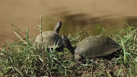 a pair of terrapins sun basking in the grass next to the waterhole, greater kruger.