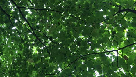 Hojas-De-Roble-Negro,-ángulo-Bajo