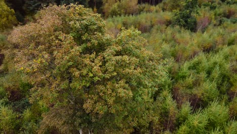 Drone flying around big tall tree in the forest at Thetford - aerial top establishing shot