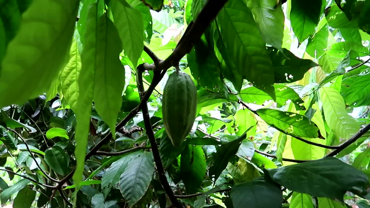 Close up of a green cocoa in a tree branch waiting to turns yellow to be ready for collection