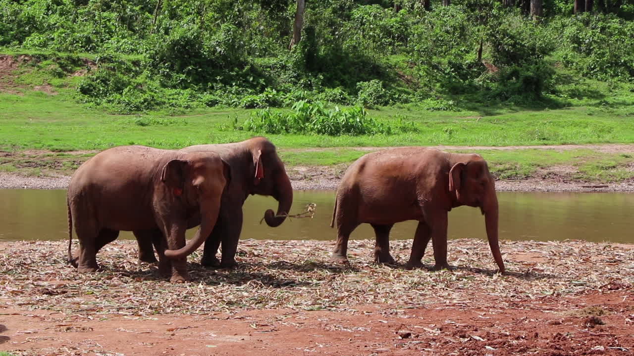 elefante parado juntos junto a un río comiendo verduras