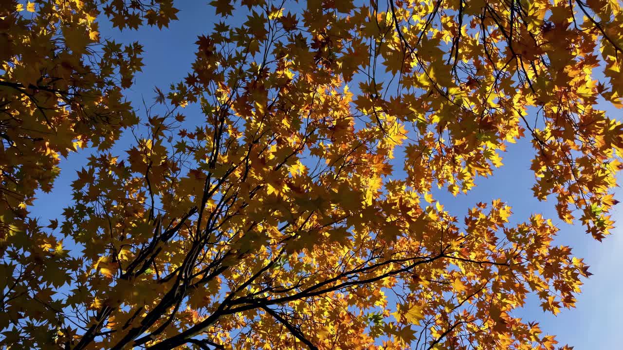 Upward angle video capturing vibrant autumn leaves against a clear blue sky, showcasing nature's