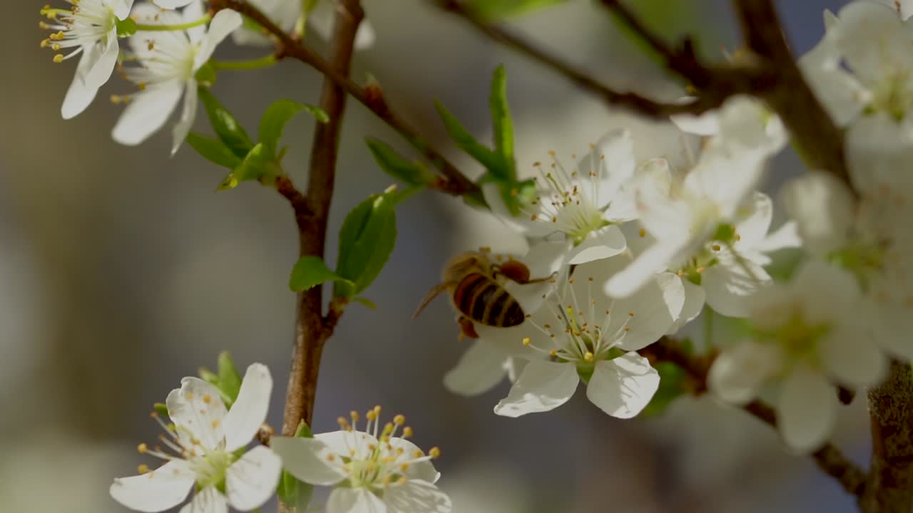 아름다운 봄날 자연에 나뭇가지가 있는 흰 꽃의 꽃가루를 모으는 야생 벌의 슬로우 모션 클로즈 샷