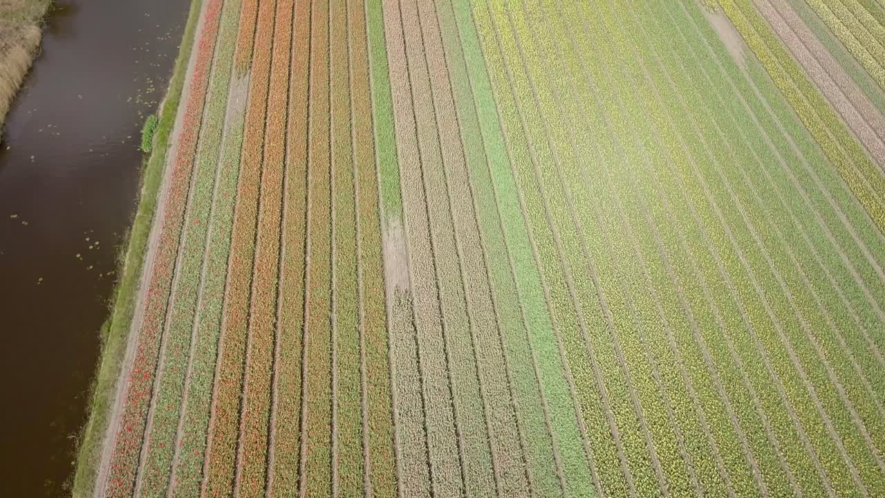 4k에서 튤립 필드의 보기를 패닝