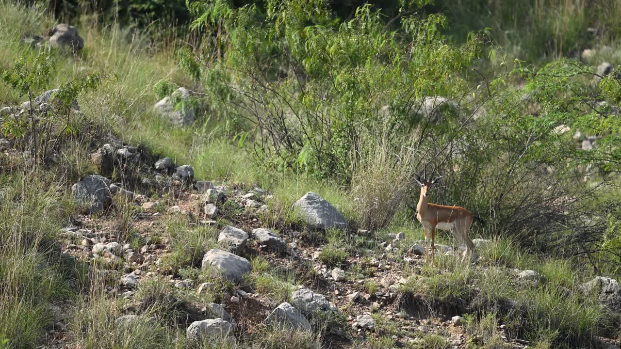 Wildlife action footage of a Chinkara running across the vast, dry plains of India. Captures the animal's speed and survival in the wild