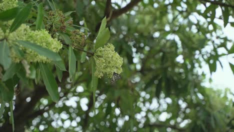 Chatim-Blume-Diese-Blume-Blüht-Im-Herbst-Und-Erfüllt-Die-Umgebung-Mit-Ihrem-Duft