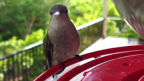 el mejor primer plano de un diminuto colibrí gordo con plumas verdes sentado en un comedero para pájaros en cámara lenta y tomando tragos y finalmente se va volando