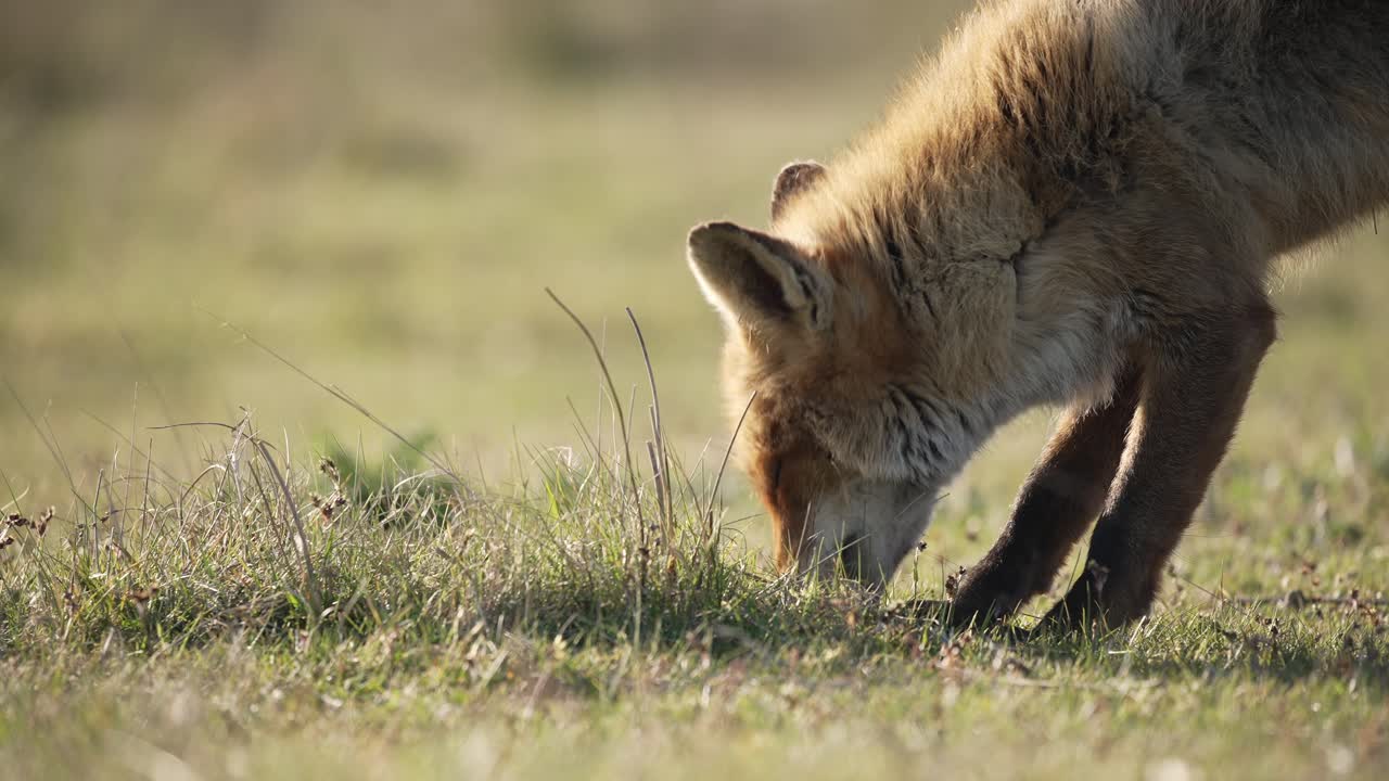 zorro rojo, vulpes vulpes, en el prado cazando insectos en las hierbas