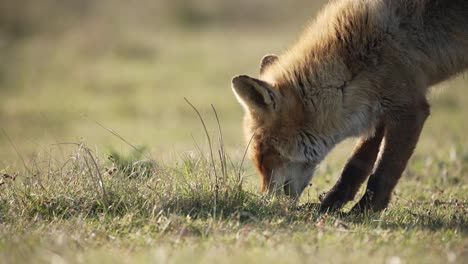 Red-fox,-Vulpes-vulpes,-in-meadow-hunting-for-insects-in-grasses