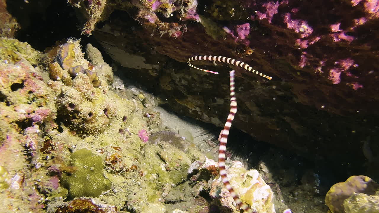 Two striped pipefish swim side by side in front of a coral block. The one in front is the male, carrying eggs on his belly. The female next to him has handed them over to him to incubate