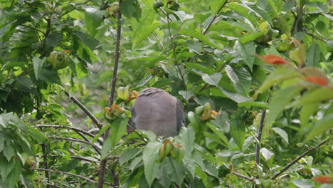 paloma de madera silvestre sentada en lo alto de un árbol de sicómoro en el campo del reino unido