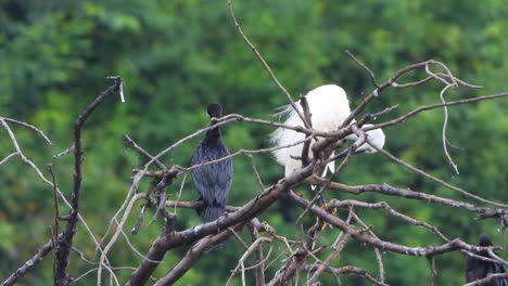 cormorant and egret in pond uhd video 4k