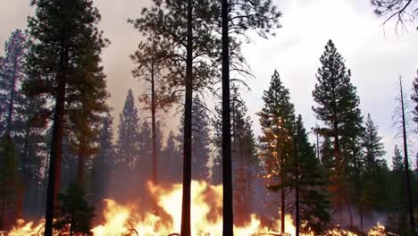 a fiery conflagration engulfs the forest, illuminating the tall pines and creating a dramatic scene of nature's destructive power and its impact on wildlife and environment