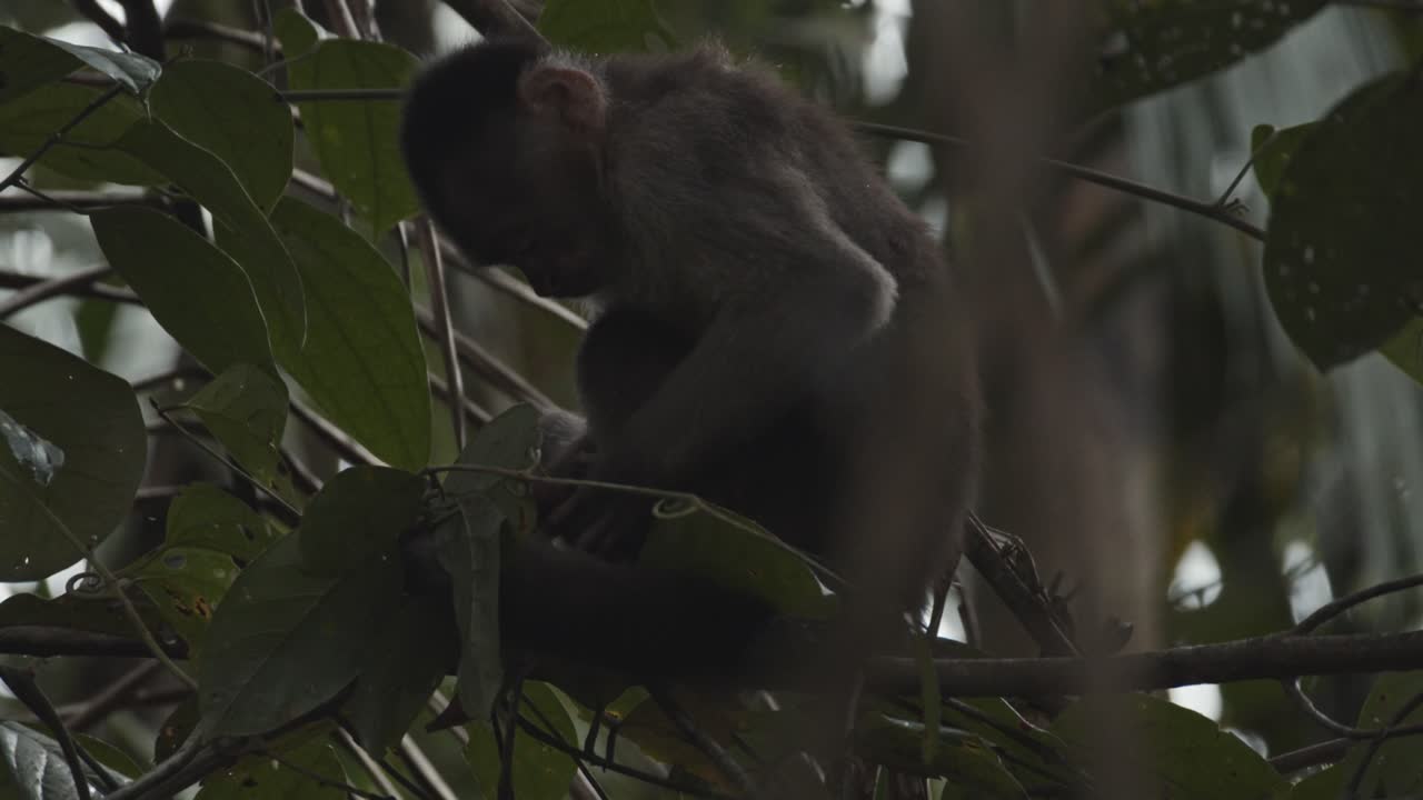 pequeño mono lindo en la jungla rascándose con las manos y los pies
