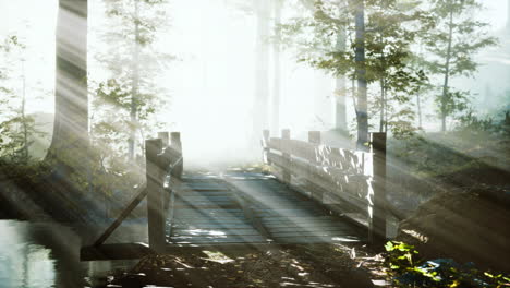 Holzstufen-Im-Wald-Verschwanden-Im-Dichten-Nebel