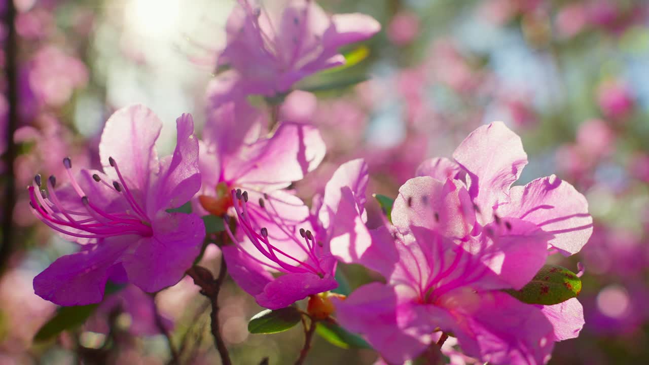 Fiori di azalea rosa brillante sbocciano alla luce soffusa del sole. I petali delicati risplendono con il calore del mattino. La sfocatura dello sfondo esalta il focus floreale. Perfetto per progetti a tema primaverile o immagini romantiche.