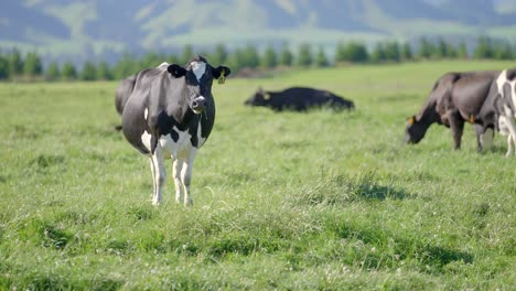 dairy cow looking at camera on sunny day in farmland of new zealand