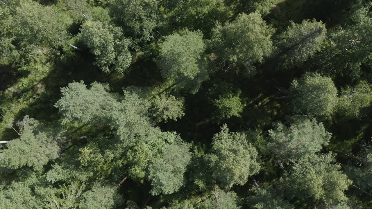 Drone top down view of trees in a coniferous forest