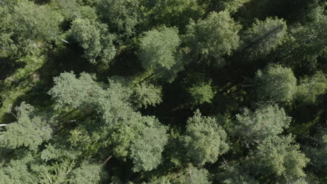 Drohnenansicht-Von-Oben-Nach-Unten-Auf-Bäume-In-Einem-Nadelwald