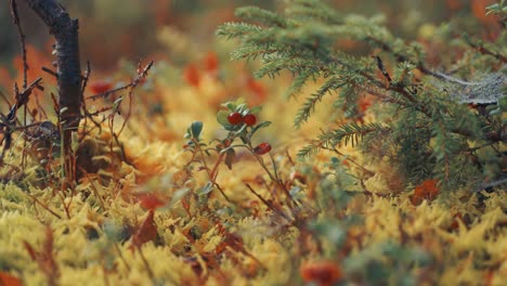 ripe red berries on the tiny cranberry shrubs in the autumn tundra