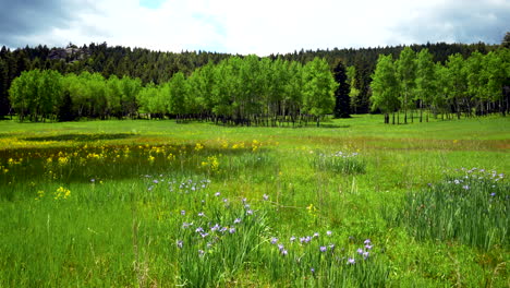 Cinematic-Colorado-nature-open-space-yellow-purple-wildflowers-Aspen-Trees-Evergreen-Conifer-Boulder-Denver-spring-summer-lush-tall-green-grass-pan-to-the-right-movement