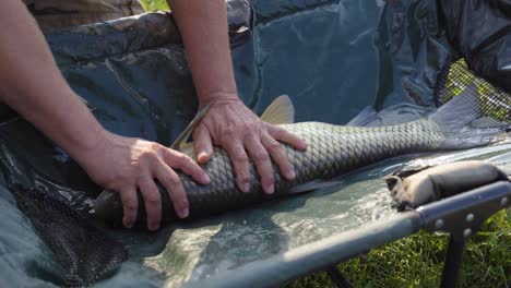 man holds down large carp on folding table caught in lake near varbo, hungary