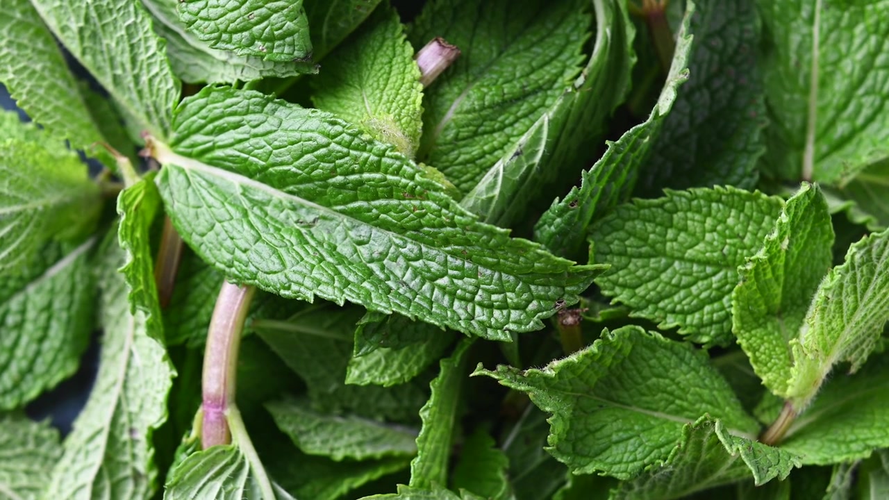 Foglie di menta fresca in rotazione su sfondo nero, concetto di erba aromatica
