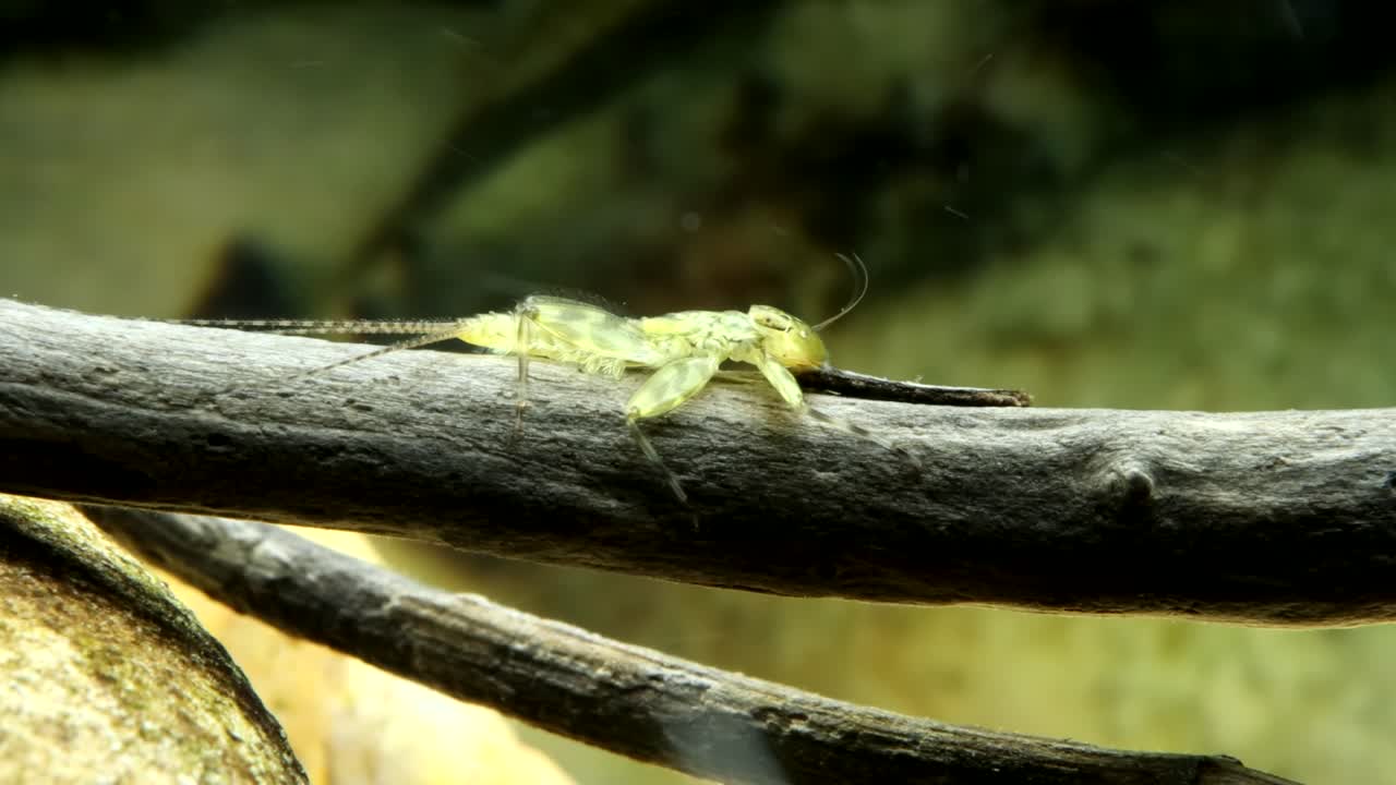 Mayfly clinger nymph (Cinygma sp.) resting on a stick in a trout stream before quickly swimming away, underwater side-view macro close-up