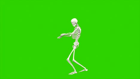 el baile del esqueleto. animación de bucle sin costuras en pantalla verde.