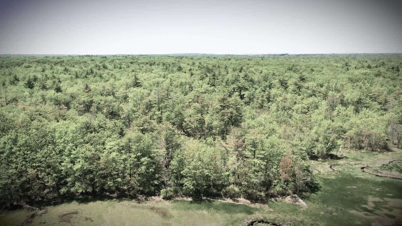 Aerial drone view in black and white: Maine swamp forest with rivers, creeks, ponds, and thick trees. Monochrome outdoor wilderness shows dramatic wetland jungle in lush summer nature.