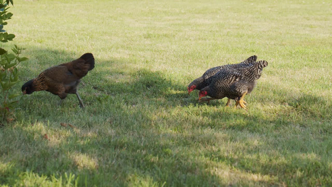 bandada de pollos de corral caminando por la hierba en busca de comida para comer